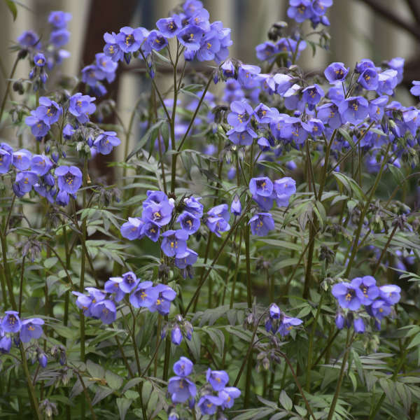 Polemonium 'Heaven Scent' | SLOVENSKETRVALKY.SK ...