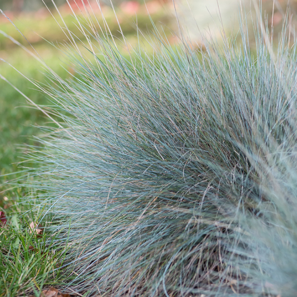 Festuca Glauca Blauglut Slovensketrvalkysk