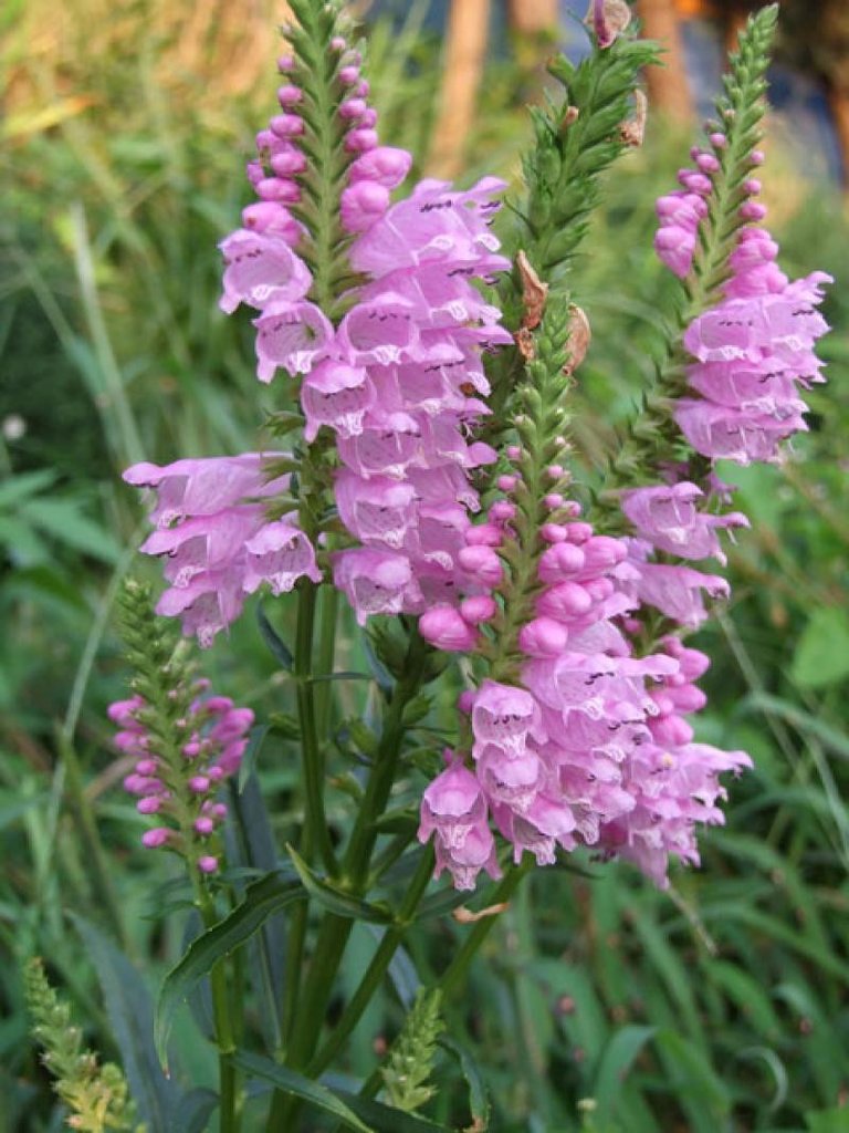 Название высоких многолетних цветов. Физостегия виргинская (Physostegia virginiana). Физостегия виргинская Rose. Физостегия виргинская ‘rosea’ (Physostegia virginiana ‘rosea’). Физостегия виргинская 'Bouquet Rose'.