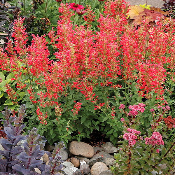 agastache kudos red