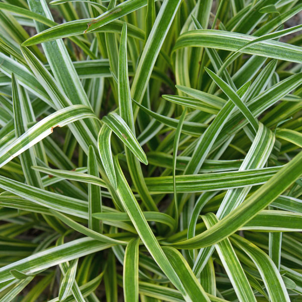 detail