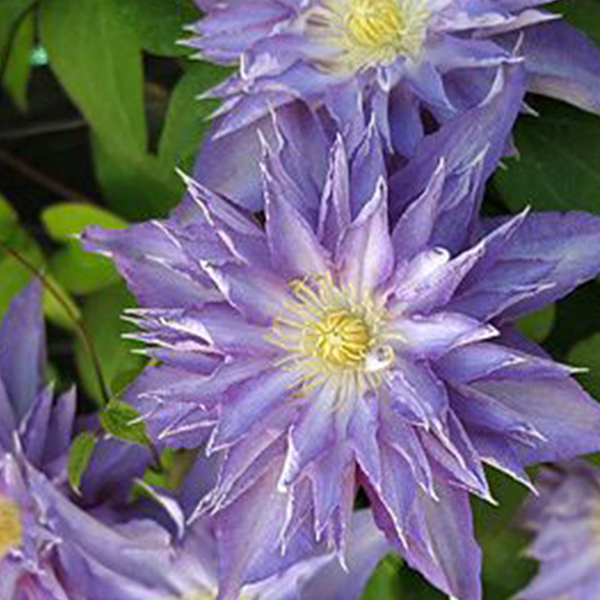 Clematis Thyrislund plamienok SLOVENSKÉTRVALKY SK 