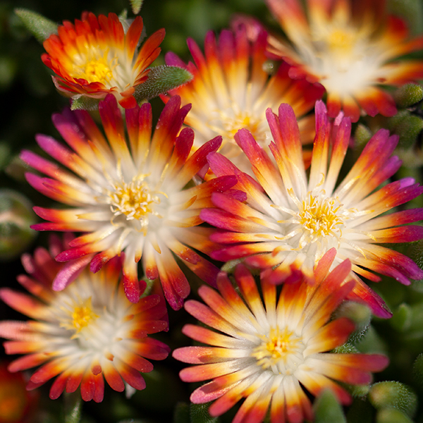detail