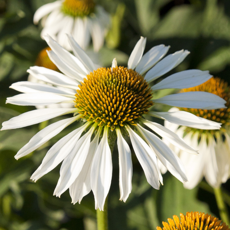 Echinacea ‘Alba’ | SlovenskeTrvalky.sk