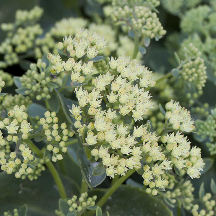 Sedum ‘Sunkissed’ | SlovenskeTrvalky.sk