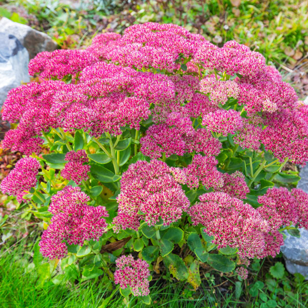 Sedum Dark Red' | SlovenskeTrvalky.sk