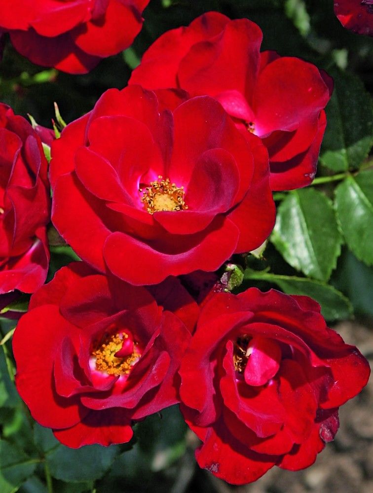 detail