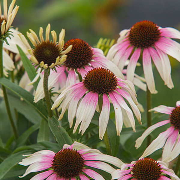 Эхинацея Echinacea Pink Tip