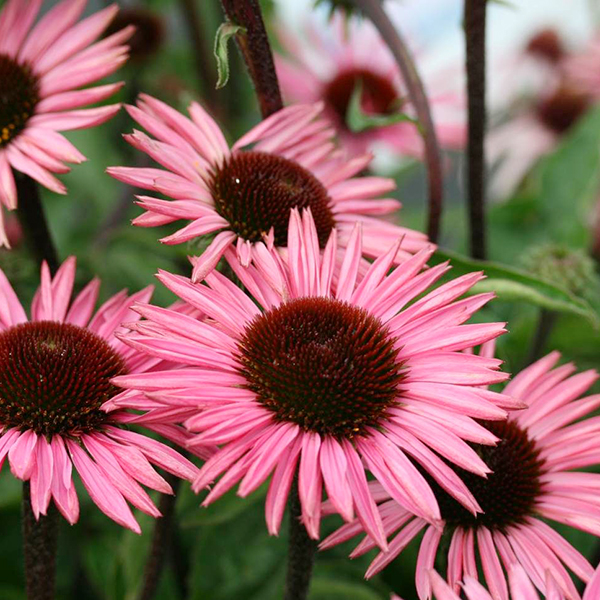 Эхинацея Echinacea Pink Tip