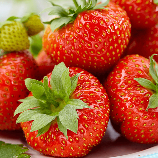 Jahody Fragaria () Jahody Fragaria