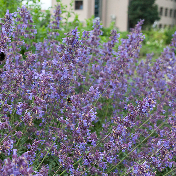 Nepeta 'Walker's Low' SlovenskeTrvalky.sk