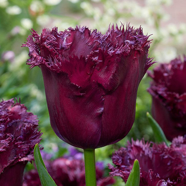 Tulipa ‘Gorilla’ | SlovenskeTrvalky.sk