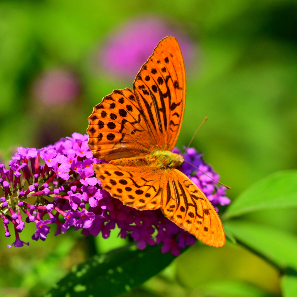 buddleja