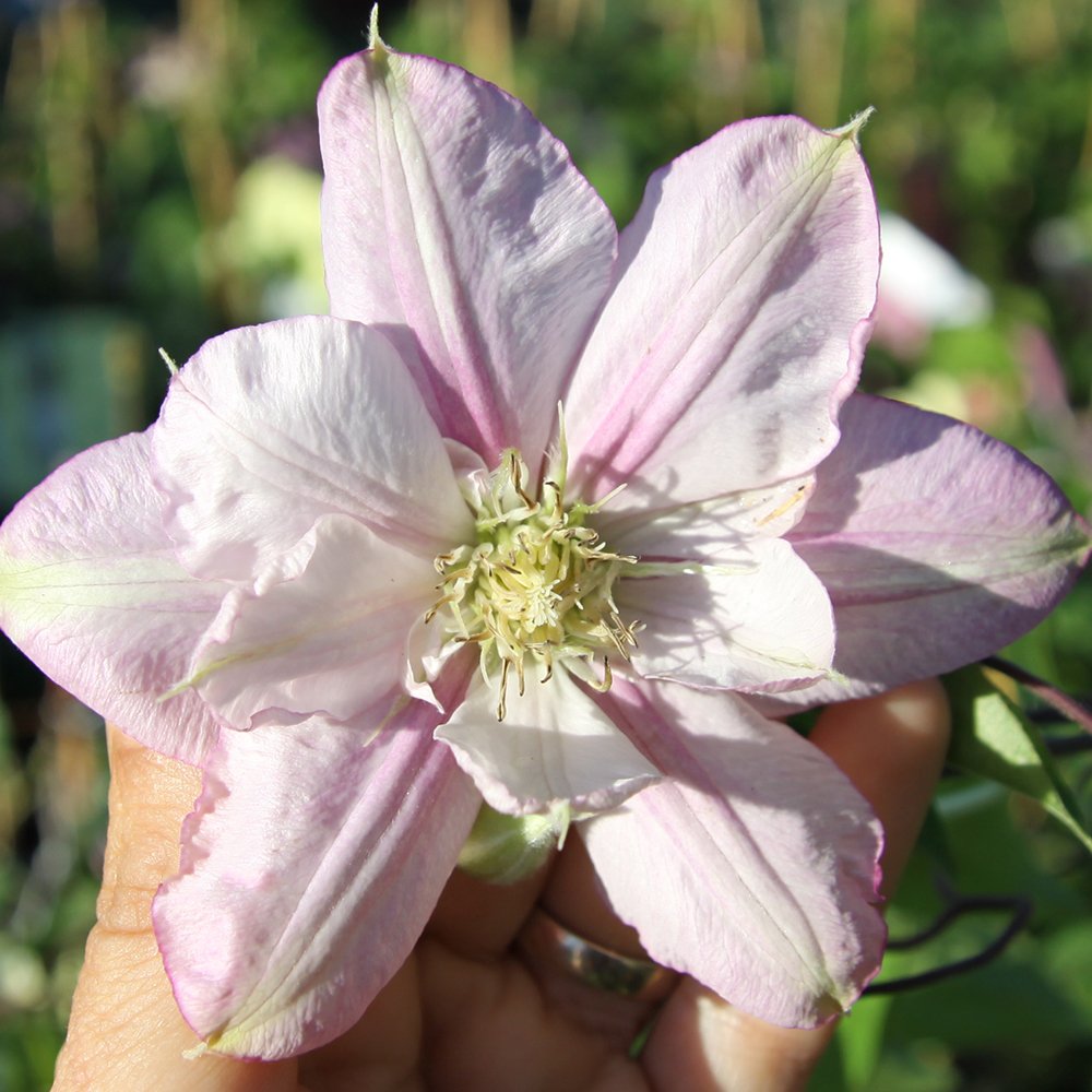 Clematis Clematis