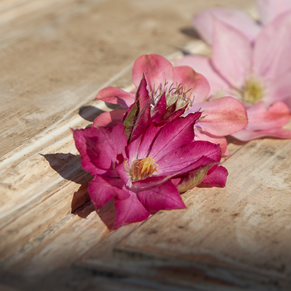 Clematis Kaen Clematis Kaen