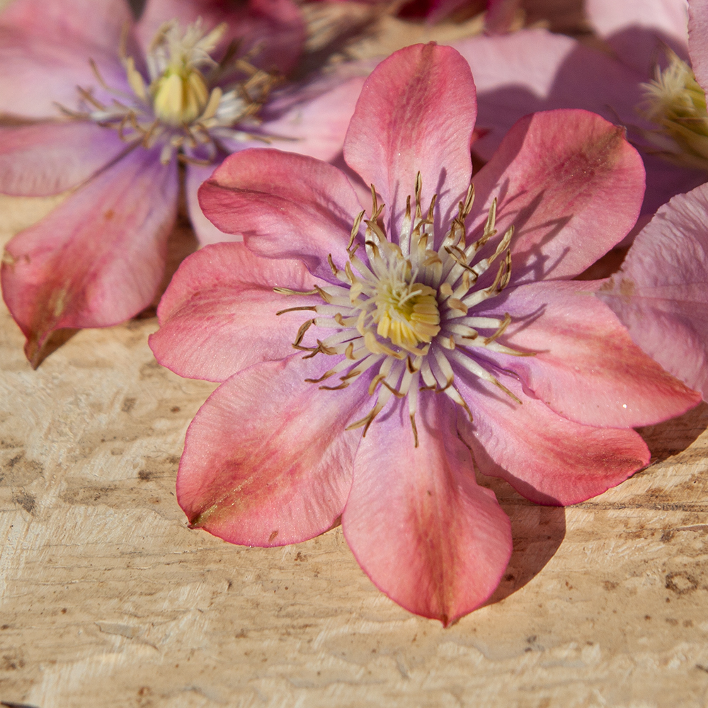 Clematis Little Marmeid Clematis Little Marmeid