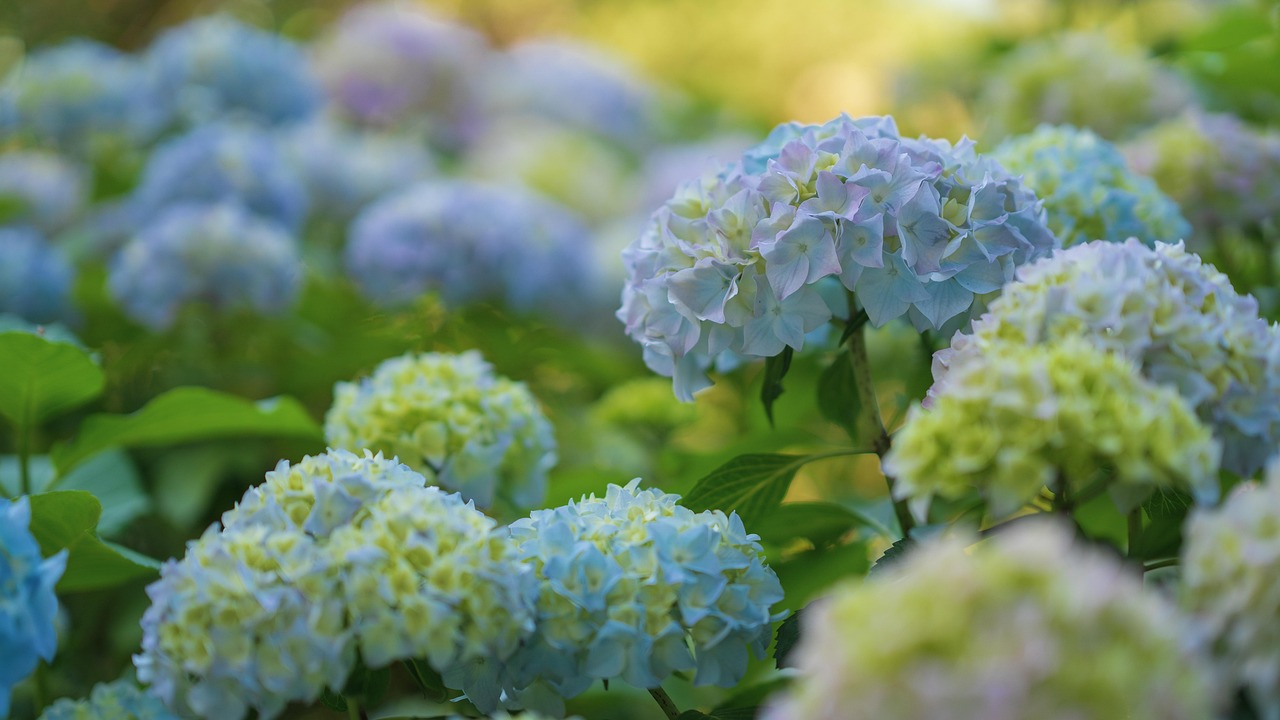 Hydrangea macrophylla Hydrangea macrophylla